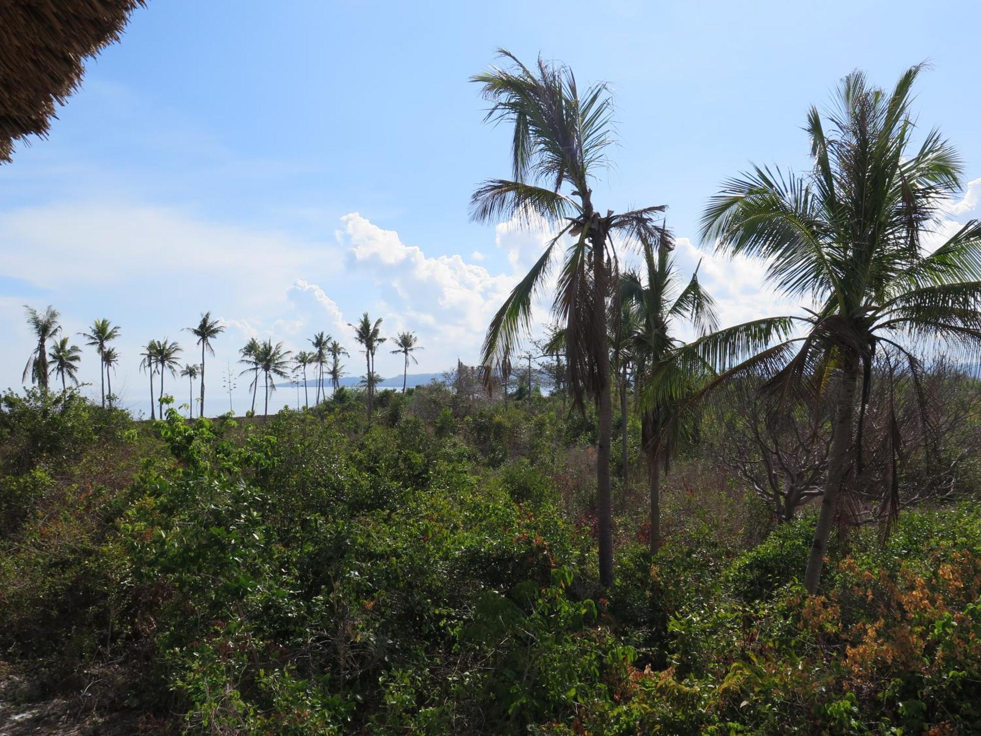 The Wild Orchid Resort - Moalboal Esterno foto